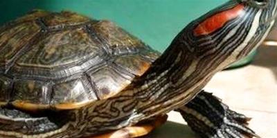 巴西紅耳龜是生態殺手？