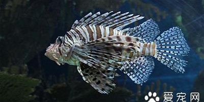 哪些熱帶魚是胎生 卵胎生熱帶魚怎麼繁殖