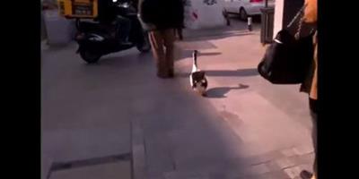 土耳其男子街頭“遛鴨”：無需擔心跟丟