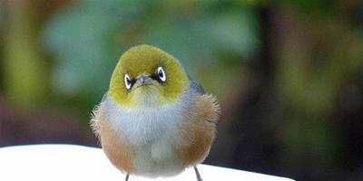 澳洲雀外形酷似“憤怒的小鳥”走紅網路