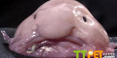 海底奇特魚類——水滴魚