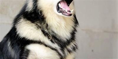 【方法】阿拉斯加雪橇犬免疫力怎麼增強？
