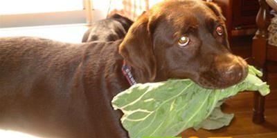 狗狗平常要吃蔬菜嗎