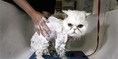 給貓洗澡時應該注意幾個問題：