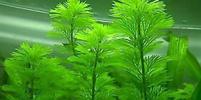 金魚藻好不好養，怎麼種植？