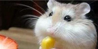 倉鼠吃什麼水果