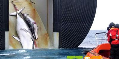 每年約2萬餘條海豚和小鯨被日本獵殺