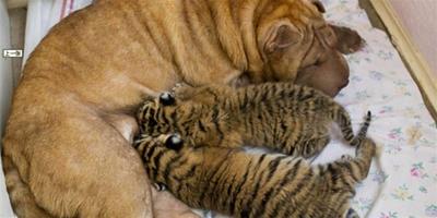 西伯利亞虎幼崽與貓狗相處的有愛瞬間