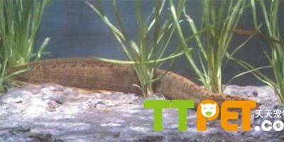 原生魚類――大刺鰍