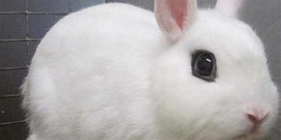 寵物兔便秘有哪些症狀