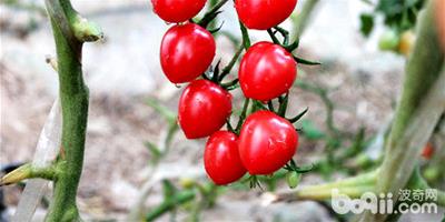 櫻桃番茄的栽種方法介紹