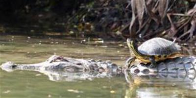 美國鱷魚背烏龜在池塘裡游水