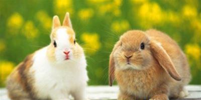 為什麼兔子三瓣嘴，什麼原因？