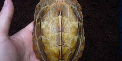 日本地龜的品種簡介