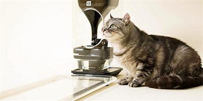 貓臉識別的餵食器你見過嗎？