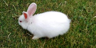 怎麼訓練小白兔在固定地點排泄？