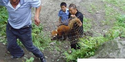 民警救助受傷小熊貓