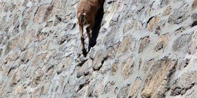 美國野山羊技巧驚人 攀爬水庫大壩