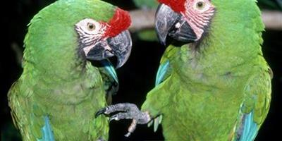 虎皮鸚鵡性別怎麼正確辨別