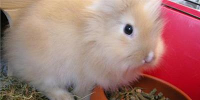 兔子能吃什麼消炎藥 不能長期使用
