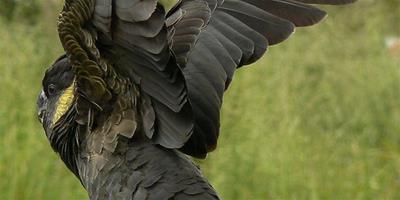 黃尾黑鳳頭鸚鵡