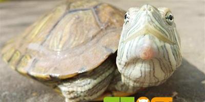 巴西龜主要疾病的防治方法