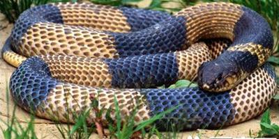 寵物蛇的習性 一定要保證蛇能健康的冬眠