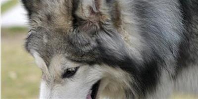 懷孕的阿拉斯加雪橇犬怎麼照顧？