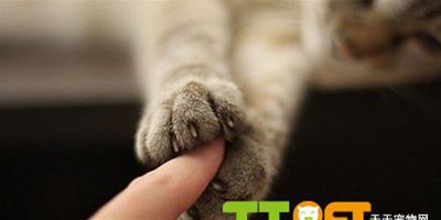 訓練英國短毛貓學會握手的方法