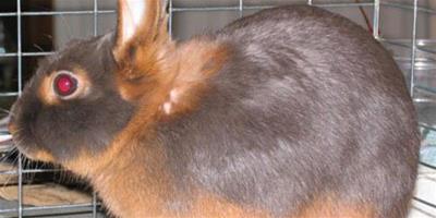 美國黃褐色家兔的簡介