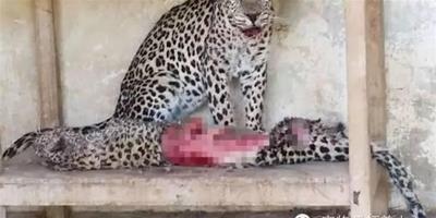 戰火波及無辜動物，葉門動物園發生“豹吃豹”悲劇！