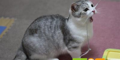 貓毛球性胃炎的病因和治療