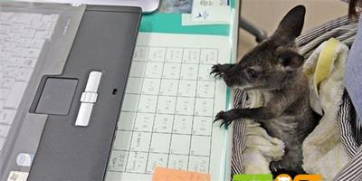 小袋鼠學習打字