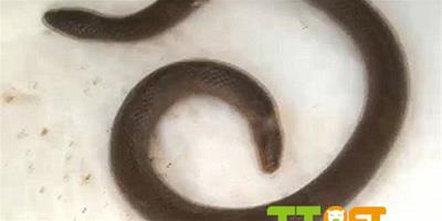 美國發現罕見雙頭蛇