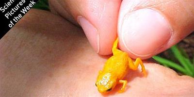 巴西發現七種“亮橘色”迷你蛙
