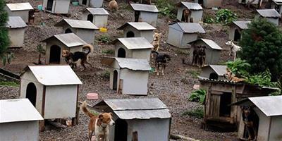 巴西南部的"狗貧民窟"