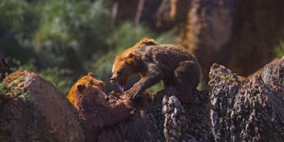 西班牙棕熊夫妻吵架，母熊上演河東獅吼