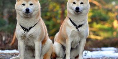 日本保險公司新規：寵物離世喪假天數與親人相同