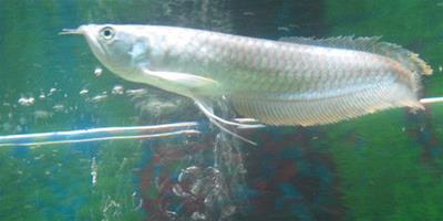 銀龍魚可以養幾條 飼養銀龍魚的風水數