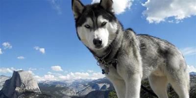 西伯利亞雪橇犬品種介紹