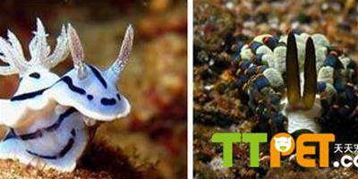 顏色豔麗的神奇海洋生物海蛞蝓