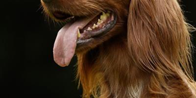 怎麼防止狗狗過度興奮？