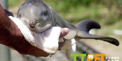 小海豚受困漁網險喪命 緊急施救脫離危險