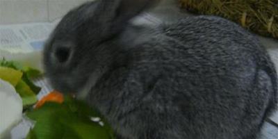 兔子吃優酪乳 不能盲目的使用乳酸菌