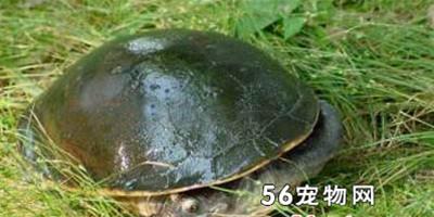 紋面長頸龜