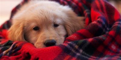 幼犬要保證足夠的的睡眠時間