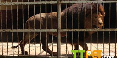 動物管理員打掃衛生驚擾獅子睡覺，被咬20分鐘死亡