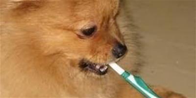 如何教博美犬平時的刷牙護理