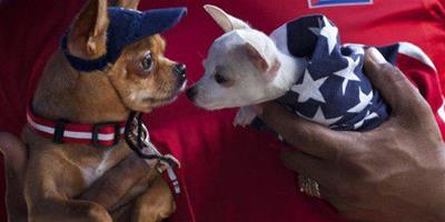 古巴哈瓦那國際狗展，狗狗可愛迷人