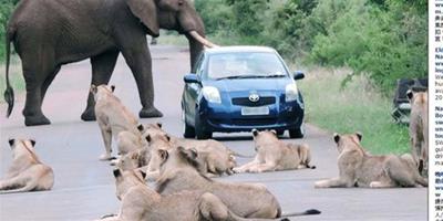 前後夾擊 車主公園駕駛遭獅象圍堵